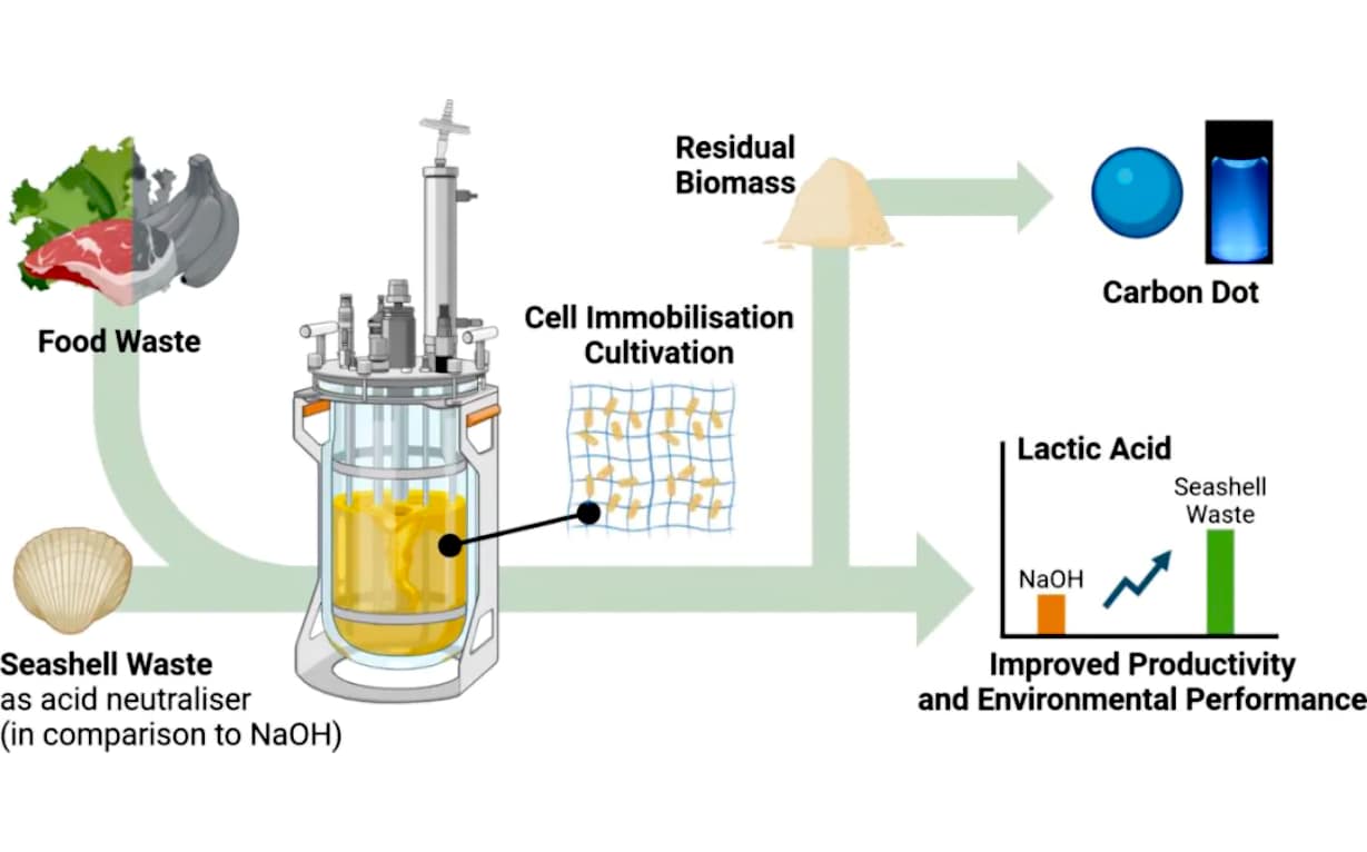 Green Synthesis of Lactic Acid and Carbon Dots Using Food Waste and Seashell Waste